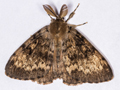 Gypsy Moth